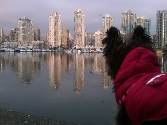 coco in the city.jpg