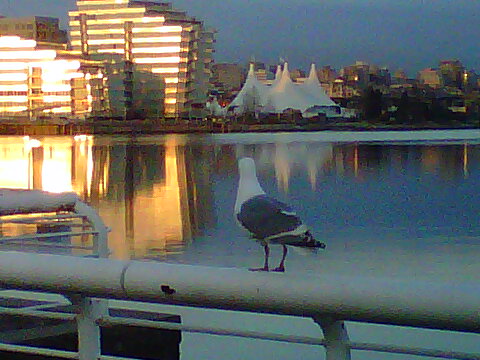 seagull looking at olympic village.jpg
