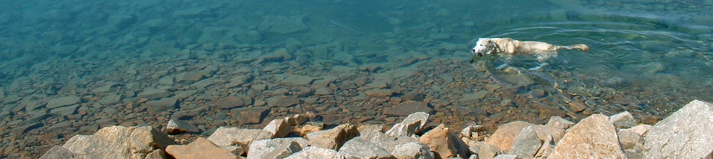 Banner Rex in Atlin Lake.jpg