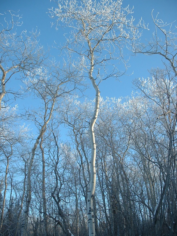 MH aspen hoar frost Feb 2010.jpg