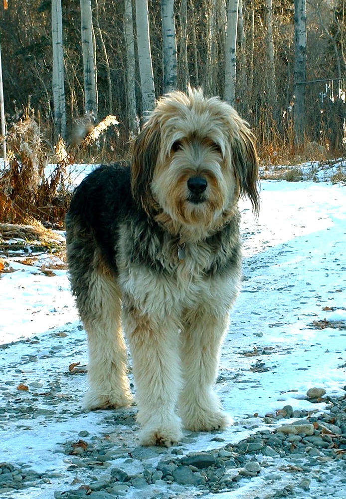 Chester winter 2010