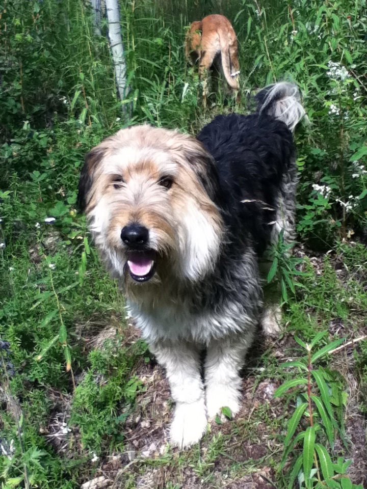 Chester on trail