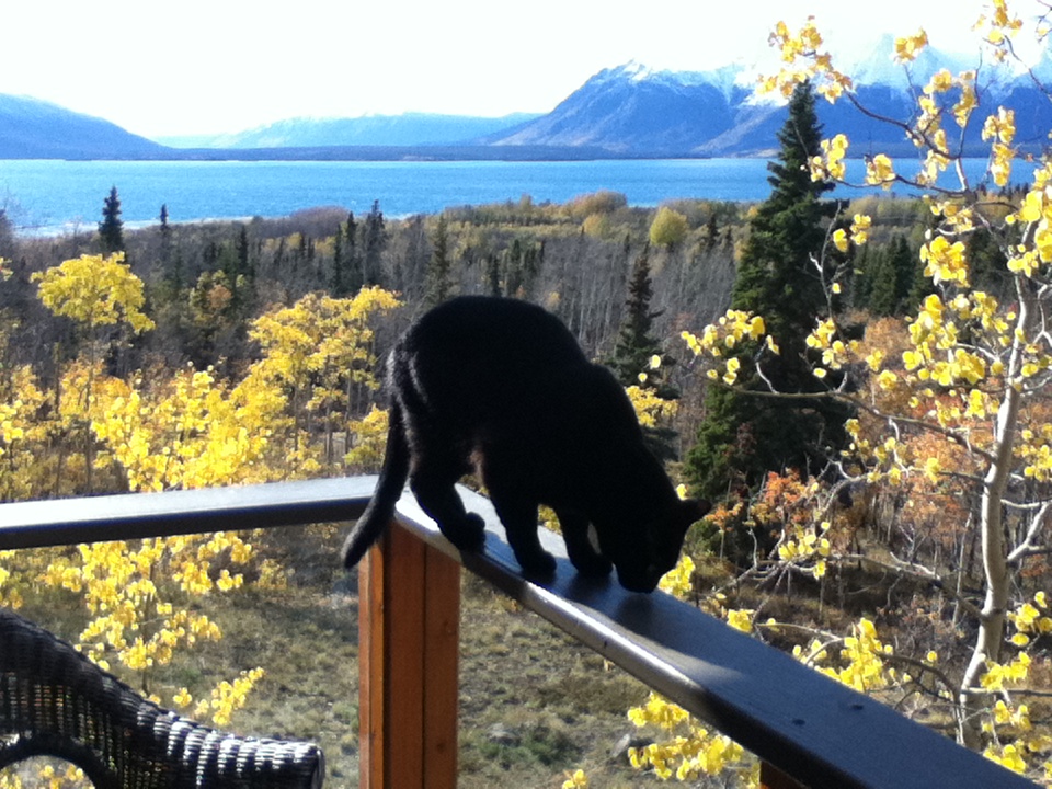 Boris on balcony railing