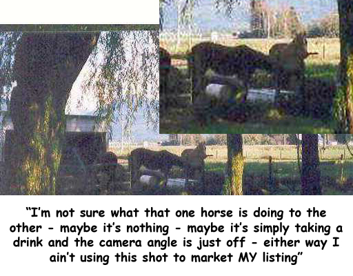 Horses with text