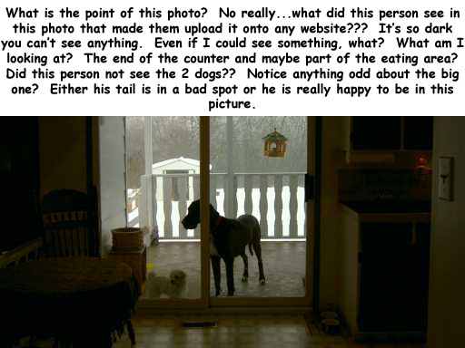 two dogs in dark house
