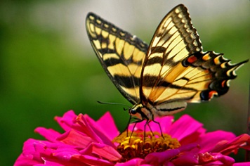 butterfly
