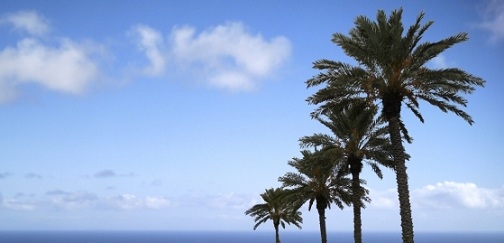 banner palm 2