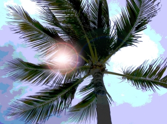 palm + sun