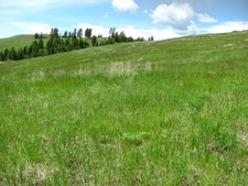 Greenwood BC / Land / Acreage / Hobby Farm / House / Home / Ranch / Farm / For Sale / MLS &copy; Real Estate Listing Jennifer Brock Macdonald Realty Okanagan South / Kootenay Boundary