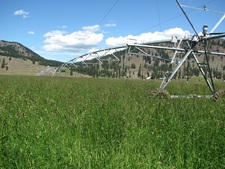 Rock Creek BC / Kettle River / Land / Acreage / Hay Farm / House / Home / For Sale / MLS © Real Estate Listing Jennifer Brock Macdonald Realty Okanagan South / Kootenay Boundary