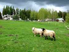 Osoyoos Rural / Bridesville / Rock Creek BC / Land / Acreage / Hobby Farm / House / Home / For Sale / MLS © Real Estate Listing Jennifer Brock Macdonald Realty Okanagan South / Kootenay Boundary