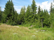 Greenwood BC Land For Sale MLS Real Estate Listing Jennifer Brock Macdonald Realty Okanagan South / Kootenay Boundary