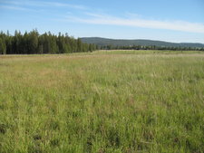 Bridesville BC land for sale by Jennifer Brock of Macdonald Realty Okanagan South / Kootenay Boundary