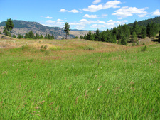 Rock Creek BC Land For Sale MLS Real Estate Listing Jennifer Brock Macdonald Realty Okanagan South / Kootenay Boundary
