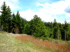 Beaverdell BC Kelowna Westbridge Timber Land For Sale MLS Real Estate Listing Jennifer Brock Macdonald Realty Okanagan South / Kootenay Boundary