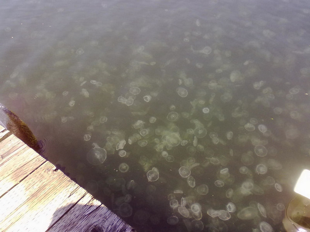 jelly fish up the indian arm
