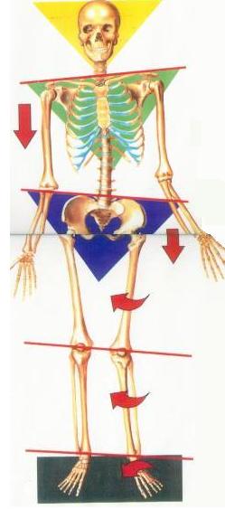 Posture Alignment Vancouver