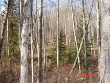 Telkwa BC Residential Bare Land for sale by Charlie McClary RE/MAX Bulkley Valley