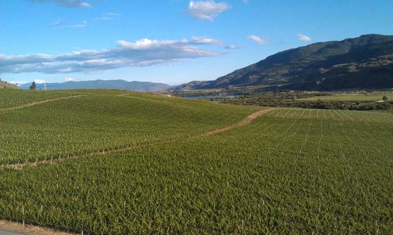 Summer in Wine Country
