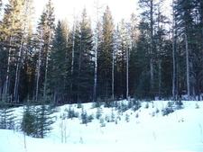 Water Valley Country Residential Land for sale, Rural Mountain View County Land : (Listed 2017-02-07)