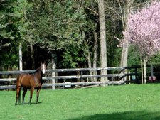 County Glen Valley House & Acreage for sale:  4 bedroom 2,521 sq.ft. (Listed 2011-10-11)