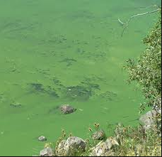 Blue Green Algae in Muskoka Parry Sound Blue Green Algae in Muskoka