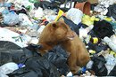 Rare Bear