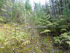 Eagle Bay Vacant Land for sale:  n/a  (Listed 2011-04-17)