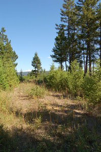 Williams Lake Land for sale:    (Listed 2010-08-15)