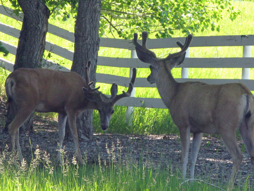 by Priddis Land for sale: (Listed 2011-06-13)